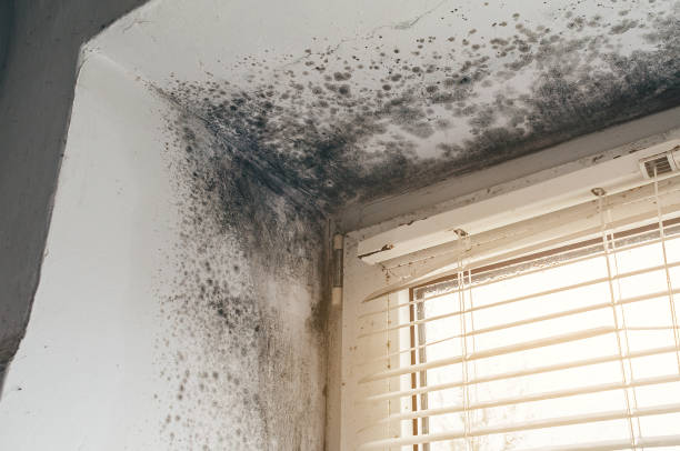 Affordable Basement Mold Removal solutions in Roslindale, MA